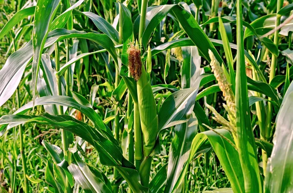 Maiskolben auf dem Feld mit Blättern — Stockfoto