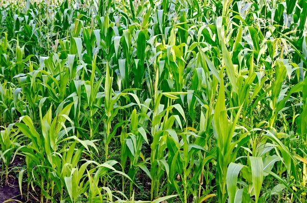 Cornfield — Stockfoto