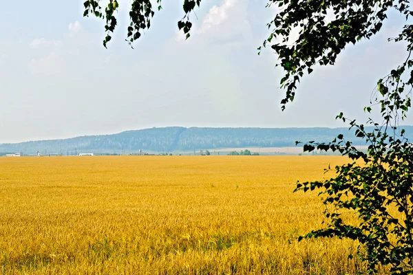 Huş alanıyla tahıl