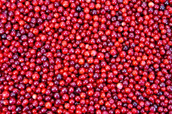 Lingonberry texture — Stock Photo, Image