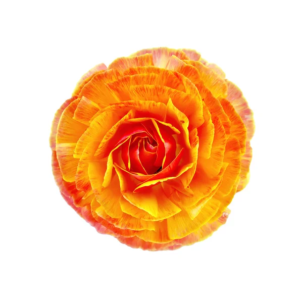 Ranunculus oranssi — kuvapankkivalokuva