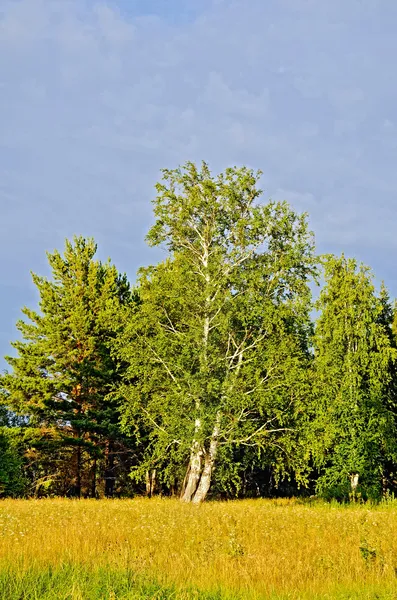 Zomer landschap met berkenbomen en blauwe hemel — Stockfoto