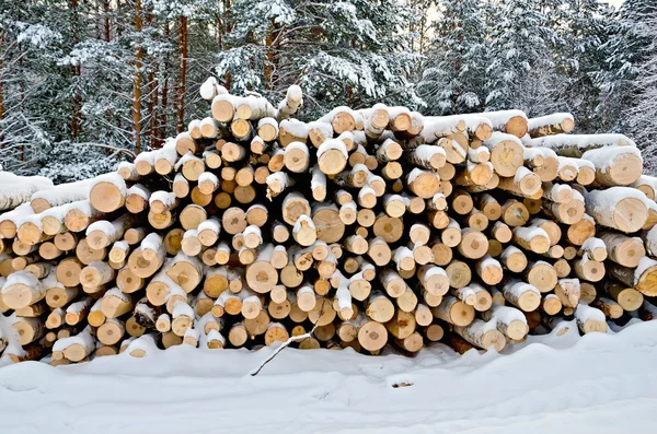 Madera en la nieve en el bosque de invierno — Foto de Stock