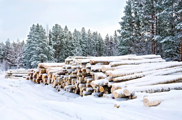 Timber on the snow in winter — Stock Photo, Image