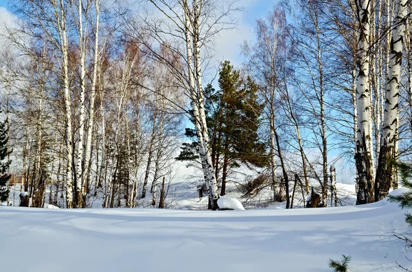 冬の風景 2 — ストック写真