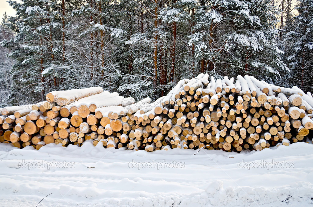 Timber on snow in winter forest