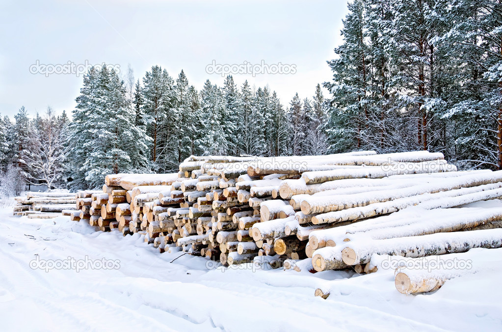 Timber on the snow in winter