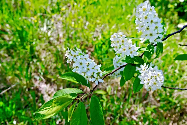 Fågel körsbär blommor och gräs — Stockfoto