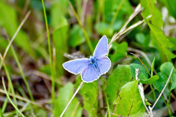 Mariposa azul sobre la hierba — Foto de Stock