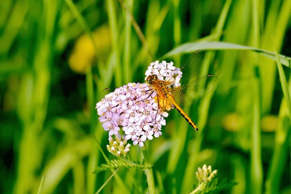 Yusufçuk bir çiçek üzerinde turuncu — Stok fotoğraf