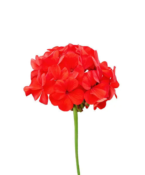 Geranium red — Stock Photo, Image