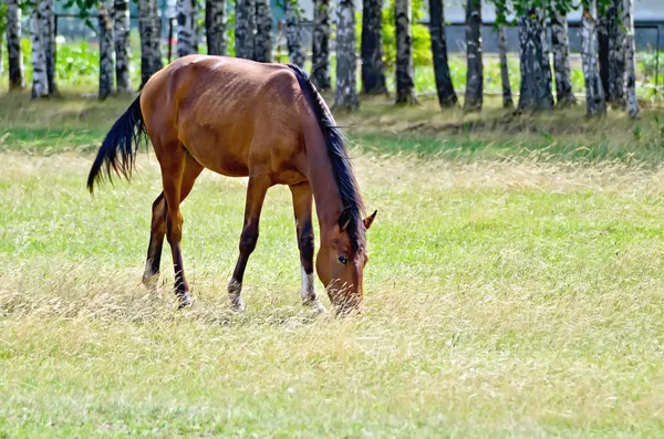 Joven caballo de la bahía en el prado — Foto de Stock