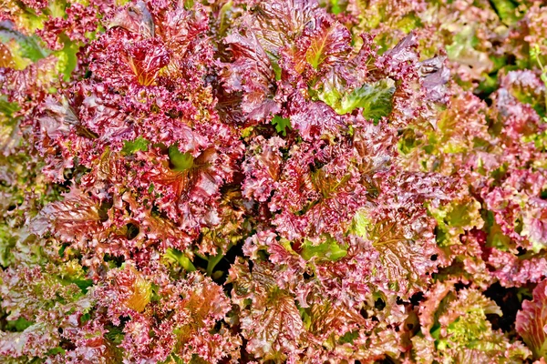 Салат червона текстура 2 — стокове фото