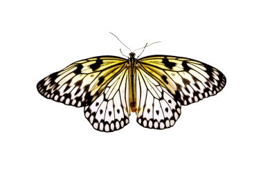 Kelebek fikri leuconoe