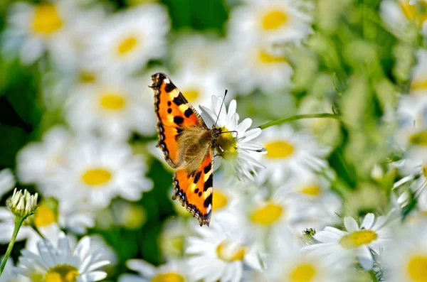 Motýl oranžový na bílý květ — Stock fotografie