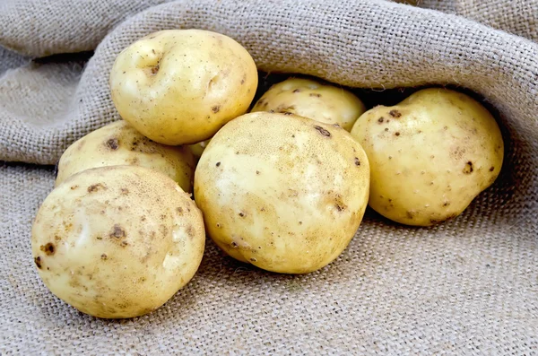 Batatas amarelas no fundo da serapilheira — Fotografia de Stock