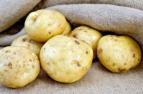 Batatas amarelas com serapilheira — Fotografia de Stock