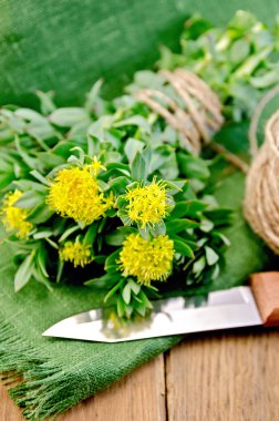 Rhodiola rosea bir bıçak ve bobin bir ip ile