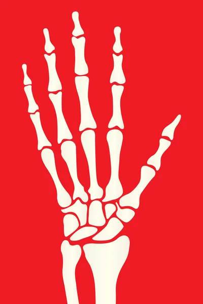 Kéz csontváz — Stock Vector