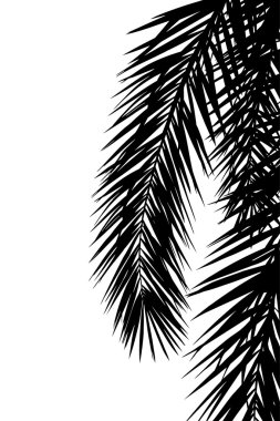 palmiye ağacının yaprak