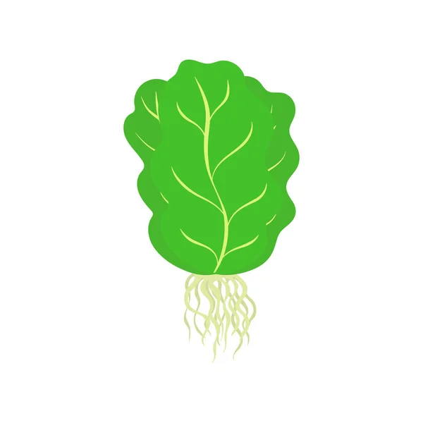 Φρέσκια Πράσινη Σαλάτα Απομονωμένη Λευκό Φόντο Διανυσματική Απεικόνιση Των Λαχανικών — Διανυσματικό Αρχείο