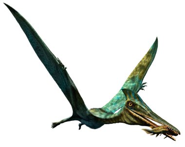 Pterodactylus tarih öncesi dinozor 3 boyutlu çizim