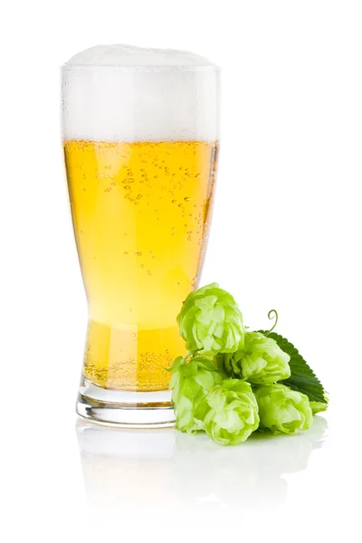 Glass of fresh beer with Green hops isolated on a white backgrou — Stock Photo, Image