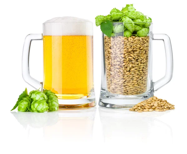 Two Mug: fresh beer and full of barley hops, isolated on white b — Stock Photo, Image