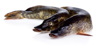 iki taze pike izole üzerinde beyaz arka plan balık