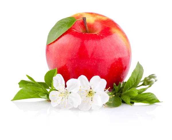 Enda röda äpplen med blad och blommor isolerad på en vit baksida — Stockfoto