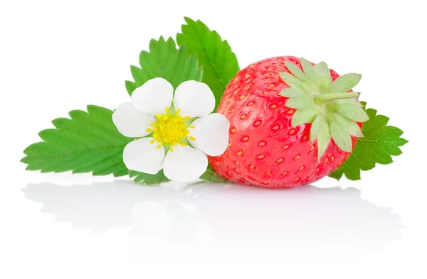 Une fraise rouge mûre, feuilles et fleurs isolées sur blanc — Photo