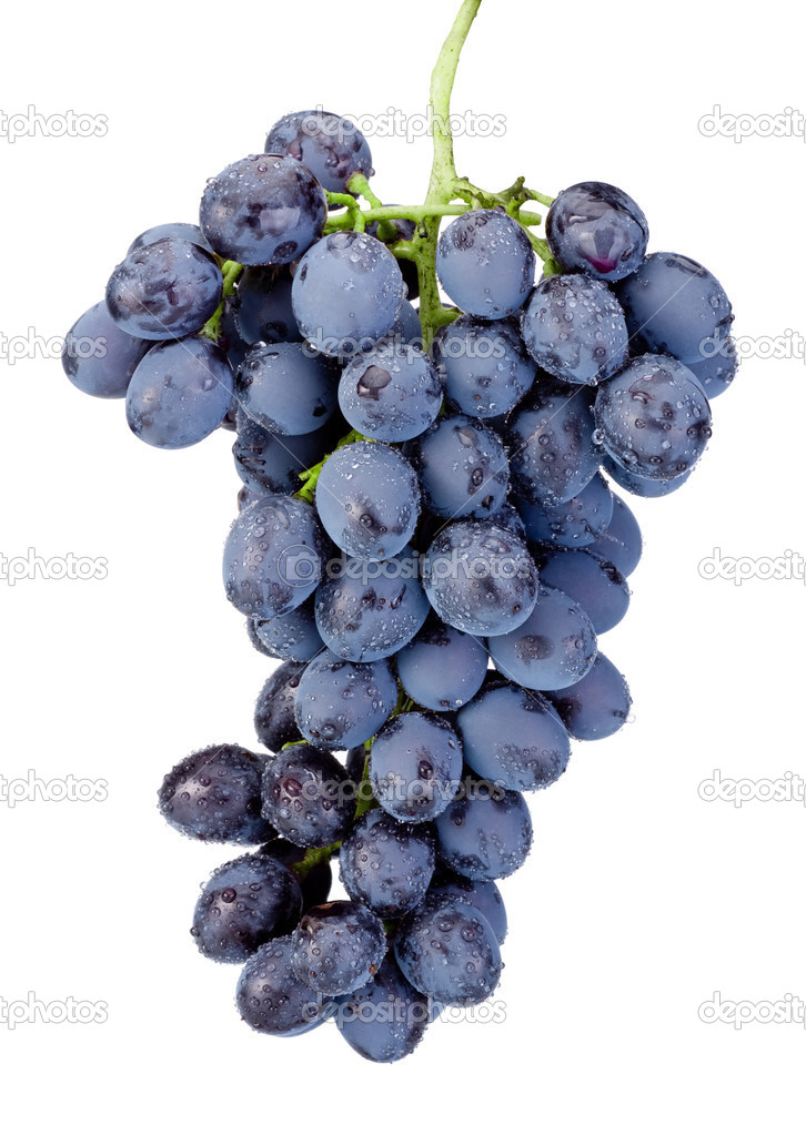 Fresh wet blue grapes isolated on white background