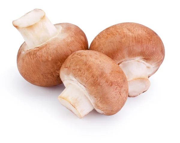 Três cogumelos de campo fresco isolados sobre fundo branco — Fotografia de Stock