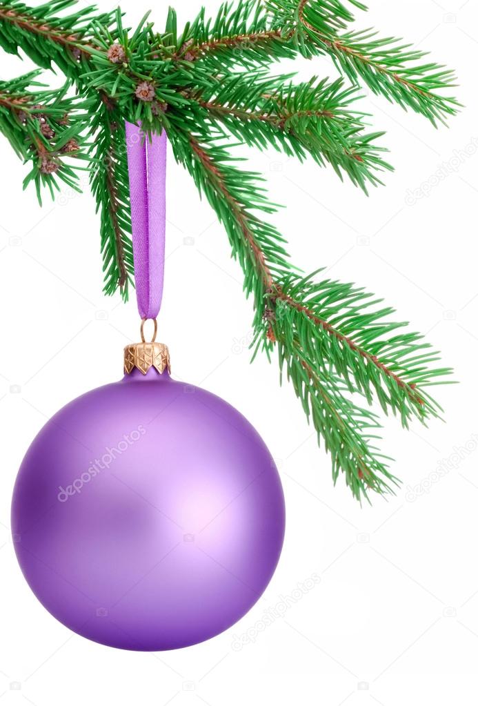 Purple Christmas ball hanging on a fir tree branch Isolated on w