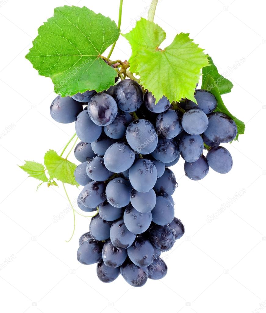 Fresh bunch of grapes with leaves isolated on a white background