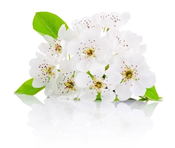 Flores de primavera de árboles frutales aislados sobre fondo blanco — Foto de Stock