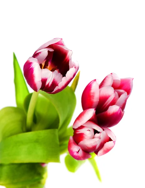 Tulipes de printemps — Photo