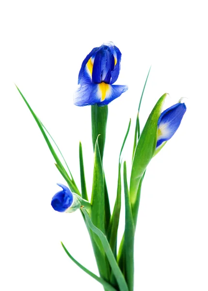 Three spring irises — Stock Photo, Image