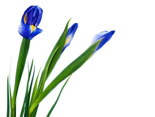 Three spring irises — Stock Photo, Image