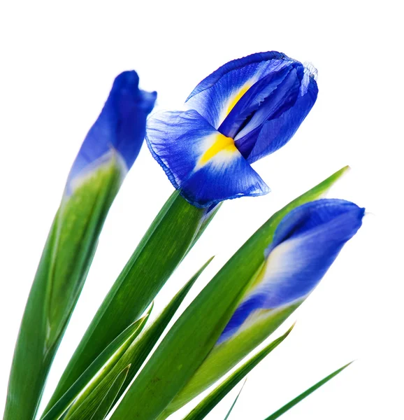 Three spring irises — Stock Photo, Image