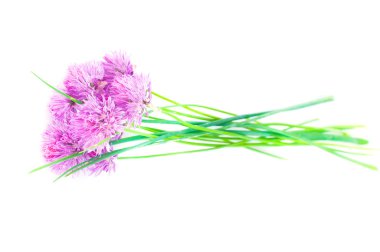 bir pembe allium üzerinde beyaz izole makro fotoğraf