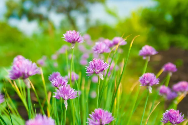 Flores de cebollino — Foto de Stock