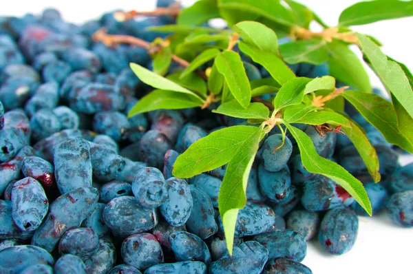 Honeysuckle berries — Stock Photo, Image