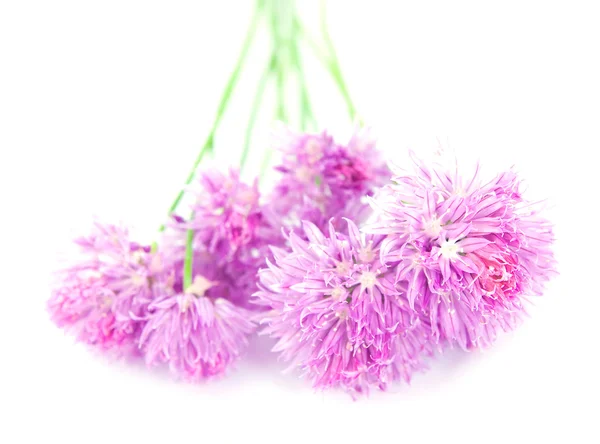 Macro foto de un alium rosa aislado en blanco —  Fotos de Stock