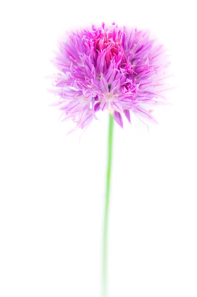 Macro photo d'un allium rose isolé sur blanc — Photo