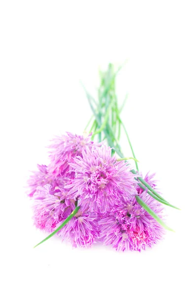 Macro foto van een roze allium geïsoleerd op wit — Stockfoto