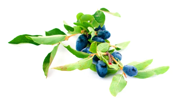 Berries of a honeysuckle with leaves — Stock Photo, Image