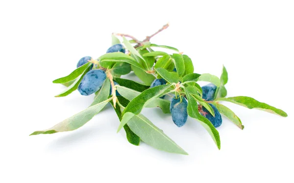 Berries of a honeysuckle with leaves — Stock Photo, Image