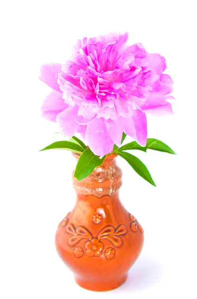 Peonia in vaso di argilla — Foto Stock