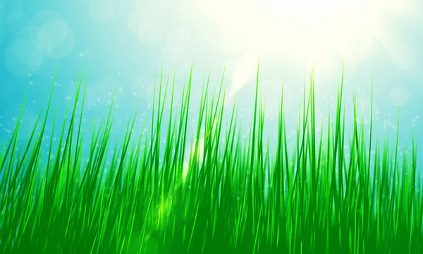 Primavera grama verde e sol — Fotografia de Stock
